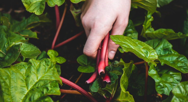 How To Prepare Your Garden In The Fall for Next Spring